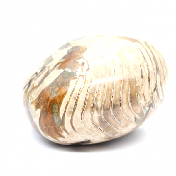 Polierter fossiler Ammonit aus Madagaskar – Dekoration und geologische Wissenschaft