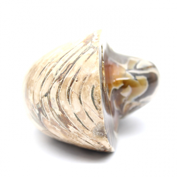 Polierter fossiler Ammonit aus Madagaskar – Dekoration und geologische Wissenschaft