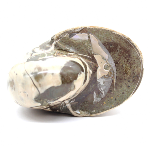 Ammonitenexemplar aus Madagaskar – Poliertes Fossil für Sammler