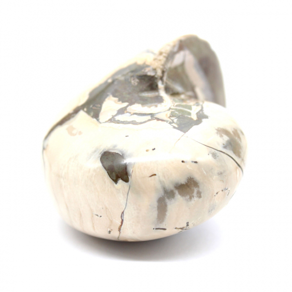 Ammonitenexemplar aus Madagaskar – Poliertes Fossil für Sammler