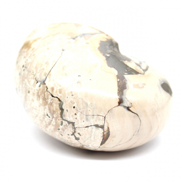 Ammonitenexemplar aus Madagaskar – Poliertes Fossil für Sammler