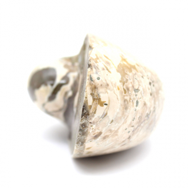 Ammonitenexemplar aus Madagaskar – Poliertes Fossil für Sammler