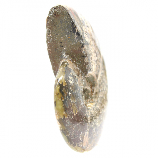 Polierter fossiler Ammonit aus Madagaskar – schmales und schlankes Exemplar