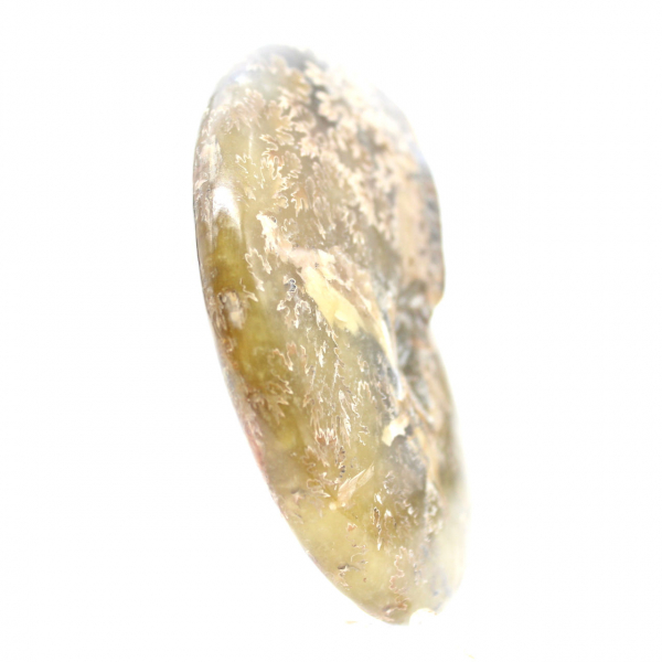 Polierter fossiler Ammonit aus Madagaskar – schmales und schlankes Exemplar