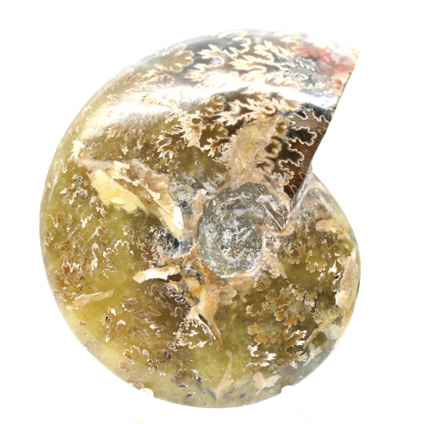 Polierter fossiler Ammonit aus Madagaskar – schmales und schlankes Exemplar