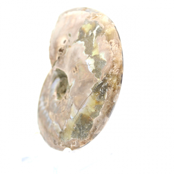 Polierter fossiler Ammonit – Dekoration und paläontologische Wissenschaft