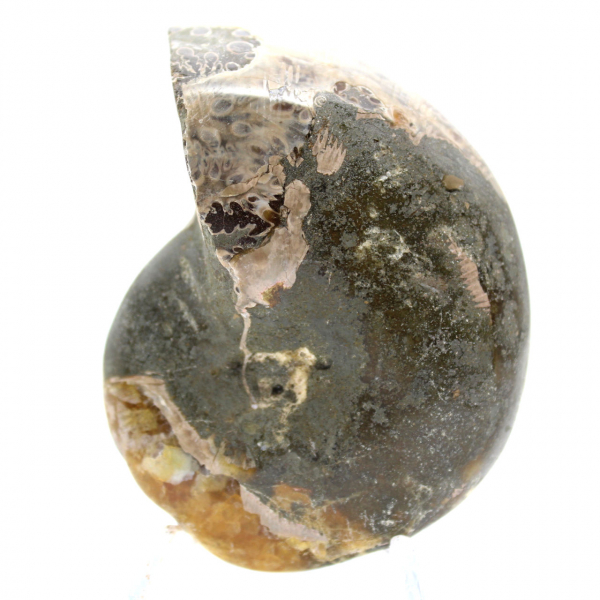 Hochwertiger, polierter fossiler Ammonit – Natürliches Dekorationsstück