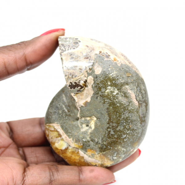 Hochwertiger, polierter fossiler Ammonit – Natürliches Dekorationsstück