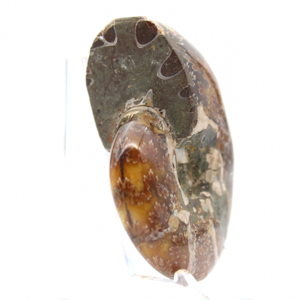 Kleines, poliertes Ammonitenfossil aus Madagaskar – Echtheit garantiert