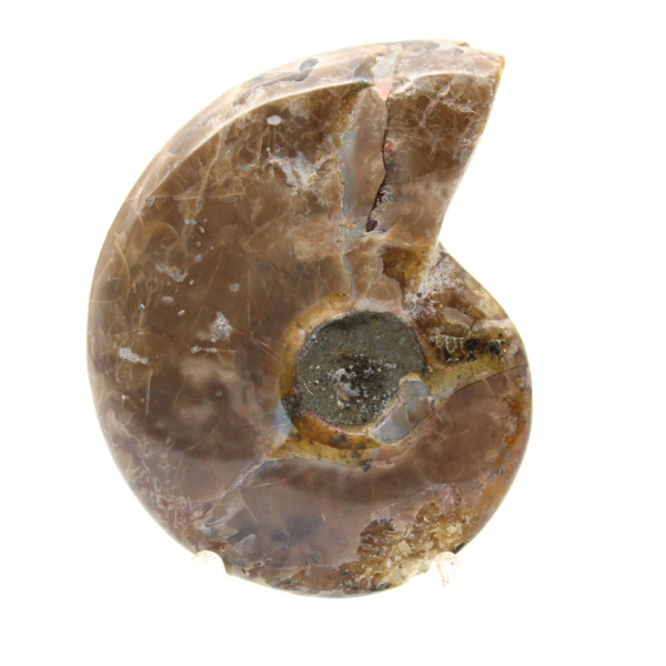 Kleinster polierter Ammonit - Fossil aus Madagaskar (35 g)