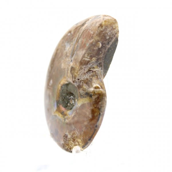 Kleinster polierter Ammonit - Fossil aus Madagaskar (35 g)