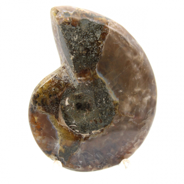 Kleinster polierter Ammonit - Fossil aus Madagaskar (35 g)