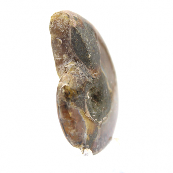 Kleinster polierter Ammonit - Fossil aus Madagaskar (35 g)