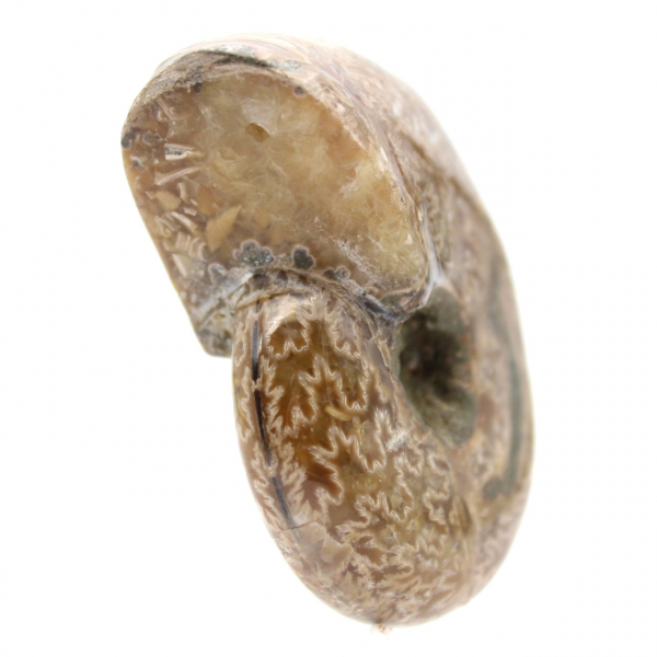 Polierter Ammonit für Sammler – Fossilienschatz aus Madagaskar (100 g)