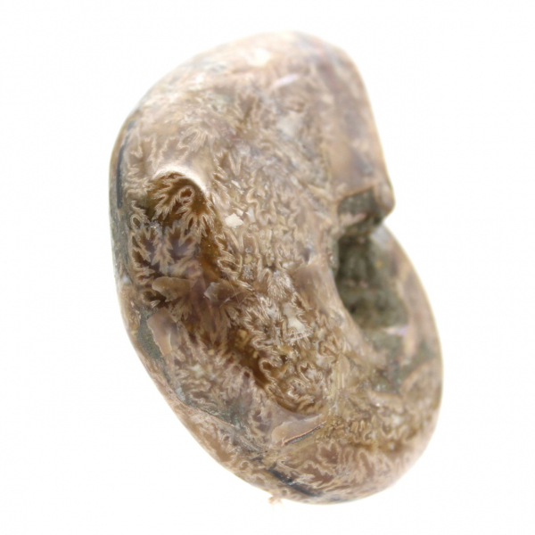 Polierter Ammonit für Sammler – Fossilienschatz aus Madagaskar (100 g)