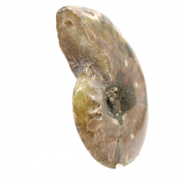 Kleines, poliertes Ammonitenfossil – authentisches Exemplar aus Madagaskar