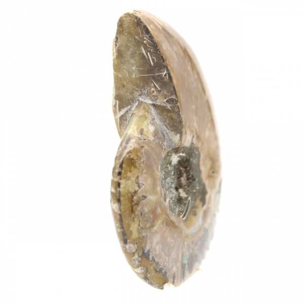 Schmaler, polierter fossiler Ammonit – Geschichtsstein Madagaskars