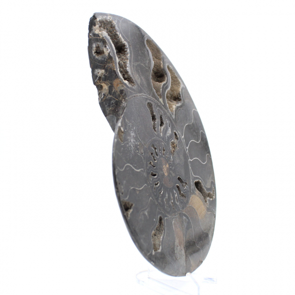 Polierter dekorativer fossiler Ammonit – Exemplar aus Madagaskar