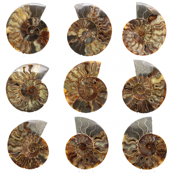 Poliertes, gesägtes Ammonitenfossil – Natürlicher Glanz aus Madagaskar