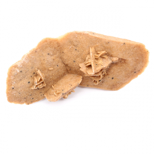 Längliche Wüstenrose Marokkos: ein geologisches Exemplar