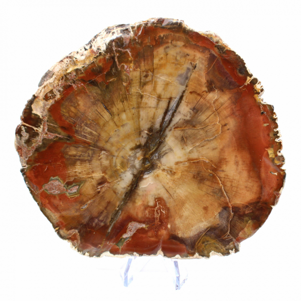 Majunga-Fossilholzscheibe – Natürliches Dekorationsobjekt