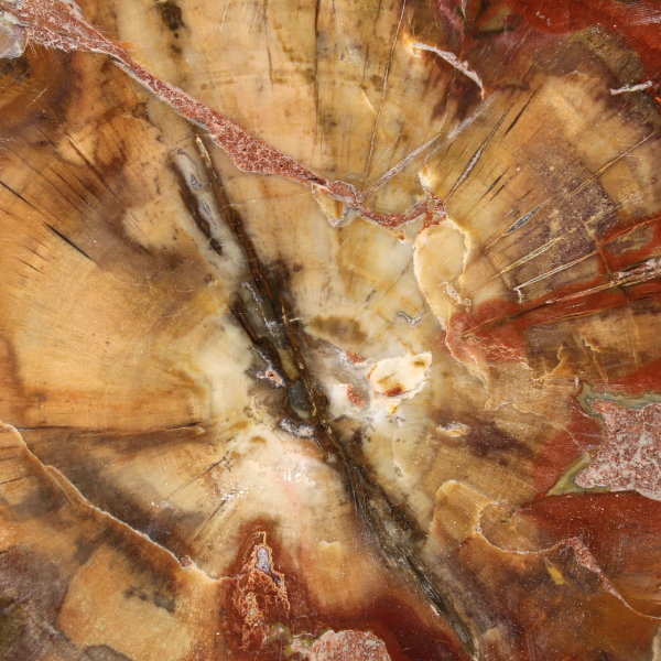 Majunga-Fossilholzscheibe – Natürliches Dekorationsobjekt