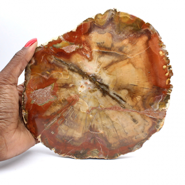 Majunga-Fossilholzscheibe – Natürliches Dekorationsobjekt