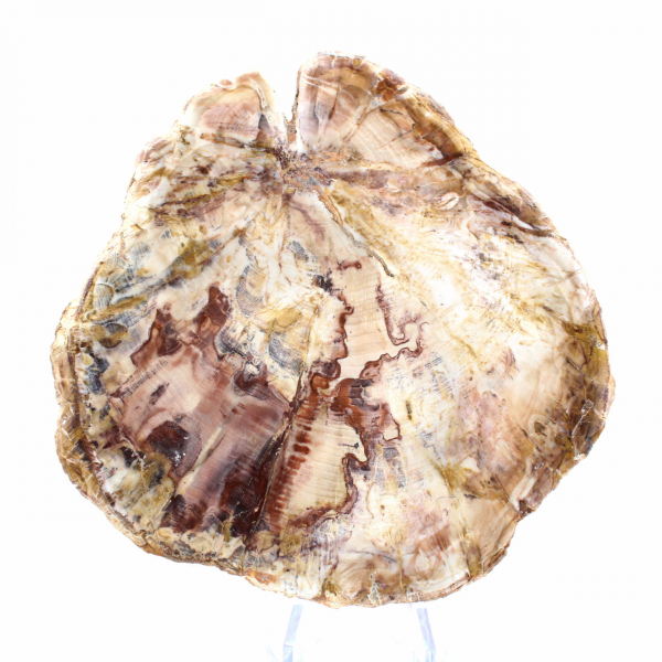 Versteinertes Holz aus Madagaskar – Polierte Oberfläche für Sammler