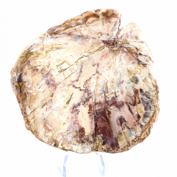 Versteinertes Holz aus Madagaskar – Polierte Oberfläche für Sammler