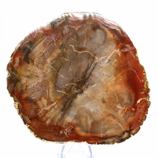 Fossilisierte Holzscheibe – Sammlermineral aus Madagaskar