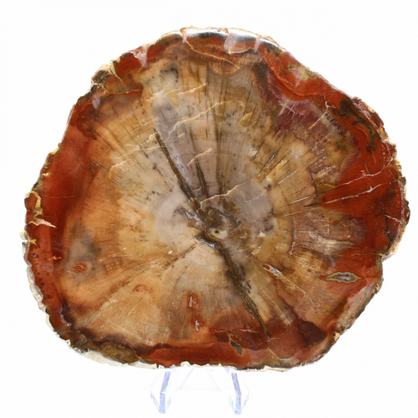 Fossilisierte Holzscheibe – Sammlermineral aus Madagaskar