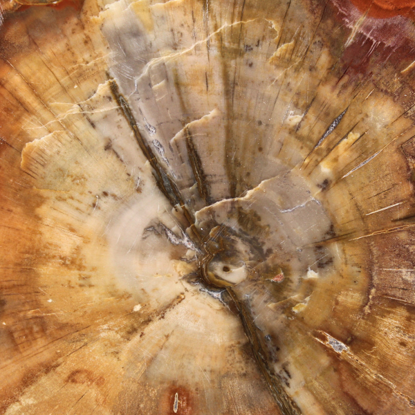 Fossilisierte Holzscheibe – Sammlermineral aus Madagaskar