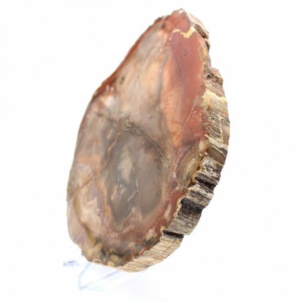 Versteinertes Majunga-Holz – natürlich entstandene, polierte Scheibe