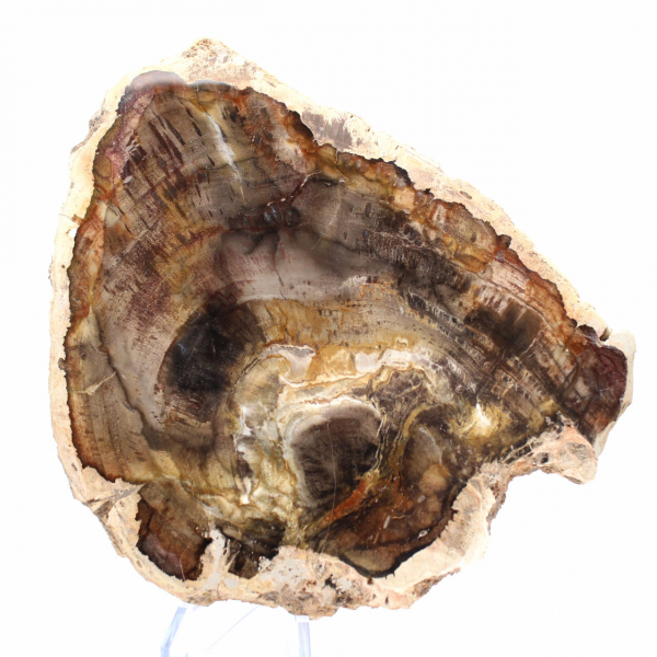 Natürliche kieselsäurehaltige Holzscheibe – Exemplar aus Madagaskar