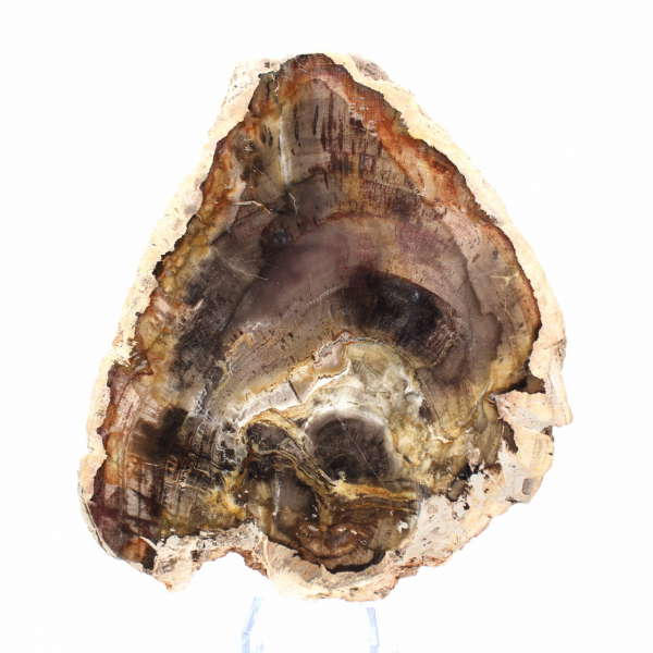 Natürliche kieselsäurehaltige Holzscheibe – Exemplar aus Madagaskar