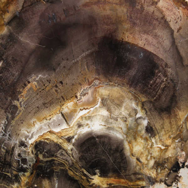 Natürliche kieselsäurehaltige Holzscheibe – Exemplar aus Madagaskar