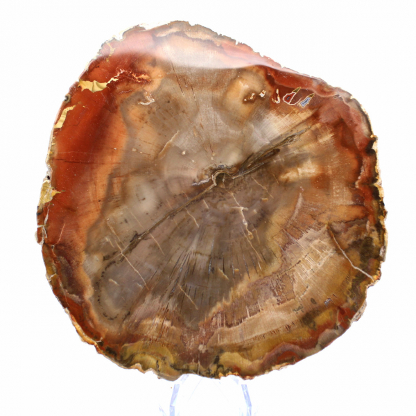 Abschnitt aus versteinertem Holz aus Majunga - Mineralogisches Exemplar