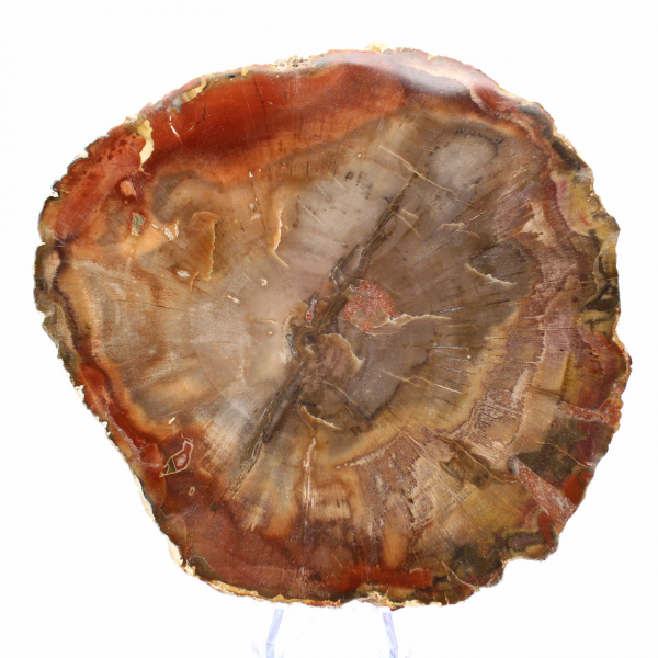 Abschnitt aus versteinertem Holz aus Majunga - Mineralogisches Exemplar