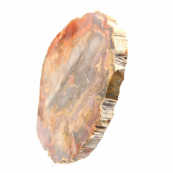 Abschnitt aus versteinertem Holz aus Majunga - Mineralogisches Exemplar