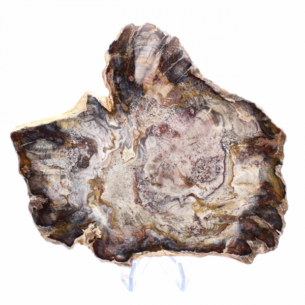 Fossilisiertes Holz aus Madagaskar – polierte Scheibe für Sammler