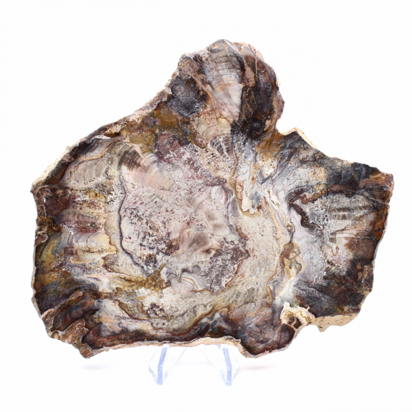 Fossilisiertes Holz aus Madagaskar – polierte Scheibe für Sammler