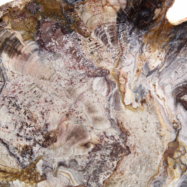 Fossilisiertes Holz aus Madagaskar – polierte Scheibe für Sammler