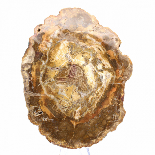 Kleine Scheibe versteinertes Holz – Authentizität aus Madagaskar