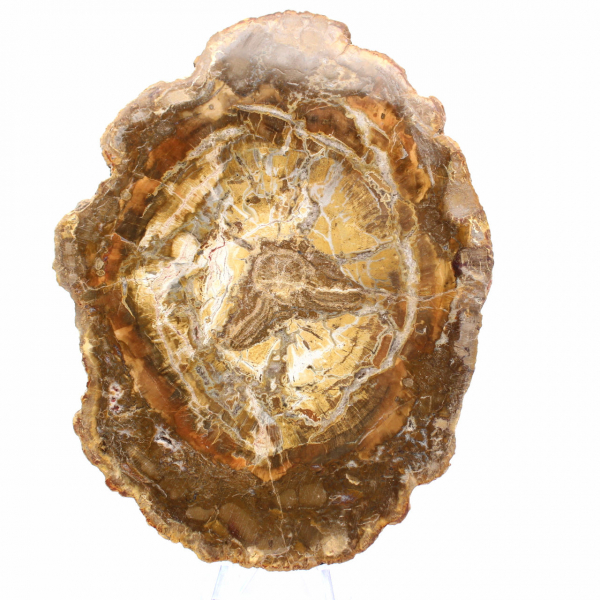 Kleine Scheibe versteinertes Holz – Authentizität aus Madagaskar