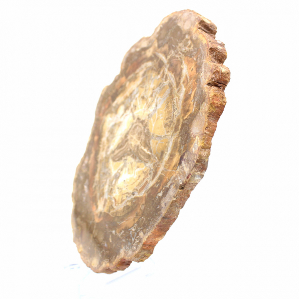 Kleine Scheibe versteinertes Holz – Authentizität aus Madagaskar