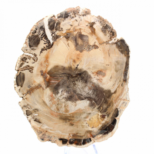 Majunga-Versteinertes Holz – Natursteinabschnitt