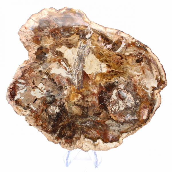 Große Scheibe versteinertes Holz – Majunga-Sammlung