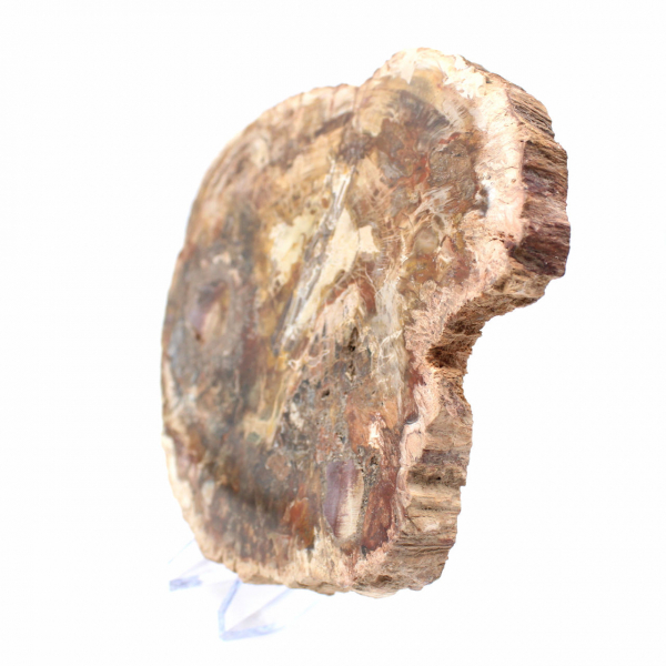 Große Scheibe versteinertes Holz – Majunga-Sammlung