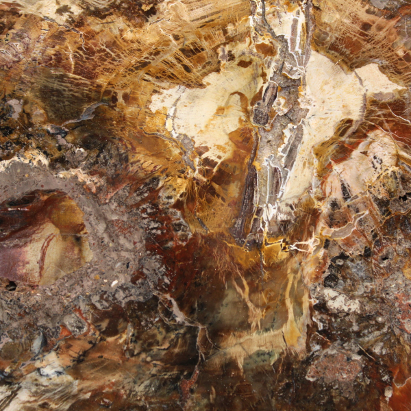 Große Scheibe versteinertes Holz – Majunga-Sammlung