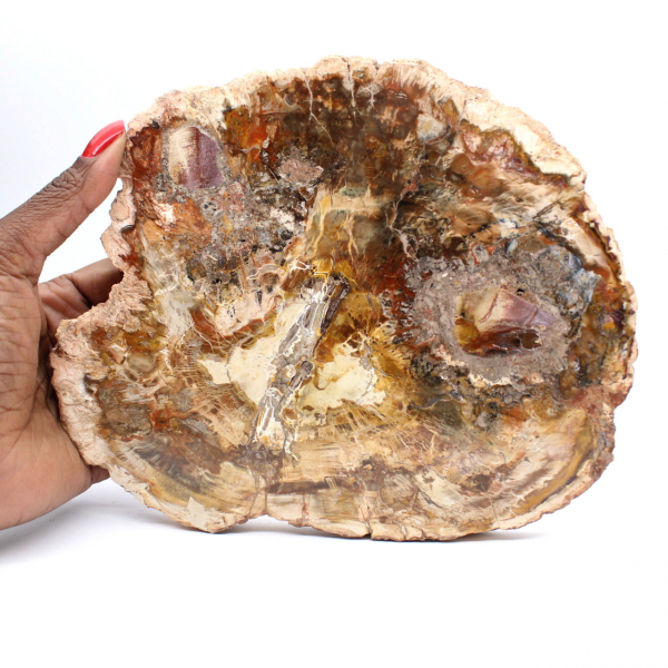 Große Scheibe versteinertes Holz – Majunga-Sammlung